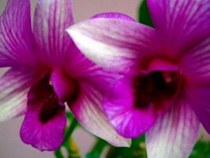 roseann radiant orchid